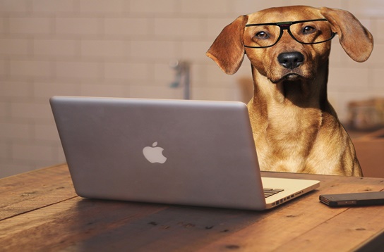 online dog behaviorist